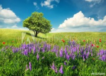 Tree on the flowers field. Beautiful summer landscape Naklejkomania - zdjecie 1 - miniatura
