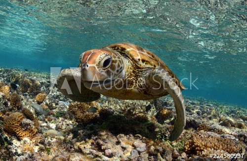 Turtle faces the camera