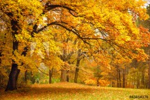 Autumn / Gold Trees in a park Naklejkomania - zdjecie 1 - miniatura