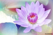 pink water lily with  leaf on pond with a pastel multicolored gradient,nature abstract background Naklejkomania - zdjecie 1 - miniatura