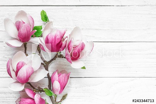 Beautiful pink magnolia flowers on white table with copy space for your text. top view. flat lay