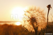 Dandelion on sunset background Naklejkomania - zdjecie 1 - miniatura