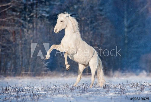 Beautiful white andalusian stallion rearing up in winter