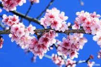 Beautiful cherry blossom, Chiang Mai, Thailand Naklejkomania - zdjecie 1 - miniatura