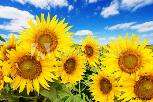 sunflower field and blue sky with clouds