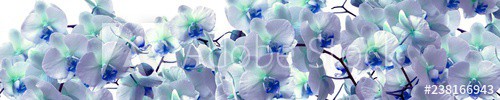 Orchid branch with white flowers