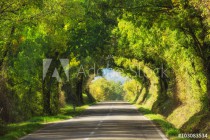 Tunnel from the oak trees over a road in the Italy, natural seasonal european spring background Naklejkomania - zdjecie 1 - miniatura