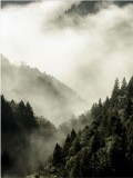 Plakat Mgła nad lasem 61104 Naklejkomania - zdjecie 2 - miniatura