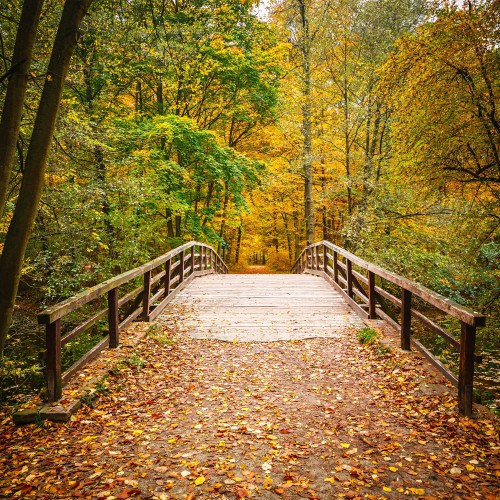 Maty magnetyczne okleiny na zmywarkę park, jesień 55256739 - zdjęcie 2