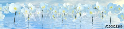 panorama of white orchids over the water surface with reflections, 3d illustration