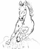 naklejka ścienna , koń Naklejkomania - zdjecie 1 - miniatura