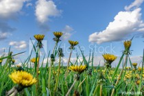 Meadow with yellow dandelions and a blue sky with clouds. Naklejkomania - zdjecie 1 - miniatura
