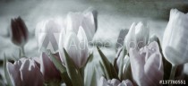 tinted tulips concept Naklejkomania - zdjecie 1 - miniatura