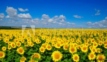 field of blooming sunflowers Naklejkomania - zdjecie 1 - miniatura