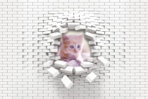 Naklejki okleiny na szafy 15550 trójwymiarowy kot Naklejkomania - zdjecie 2 - miniatura