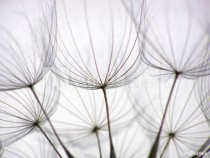 dandelion seed Naklejkomania - zdjecie 1 - miniatura