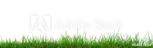 Grass
