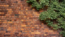 Tapeta flizelinowa na ścianę 9957 cegły ściana rośliny Naklejkomania - zdjecie 2 - miniatura