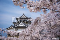 Hikone Castle in the Spring Naklejkomania - zdjecie 1 - miniatura