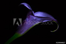 Dark Purple Calla Lily Flower Closeup in studio environment with black background Naklejkomania - zdjecie 1 - miniatura