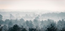 Fototapety ścienne  las w mgle 9934 Naklejkomania - zdjecie 2 - miniatura