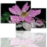 Tryptyk do salonu - Kwiaty, roślina, pąk kwiatu 12106 Naklejkomania - zdjecie 1 - miniatura