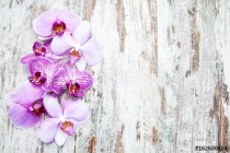 Pink orchids flowers Naklejkomania - zdjecie 1 - miniatura
