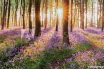 Beautiful woodland bluebell forest in spring. Purple and pink flowers under tree canopys with sunrise at dawn Naklejkomania - zdjecie 1 - miniatura