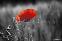 Poppy flower or papaver rhoeas poppy with the light behind in Italy remembering 1918, the Flanders Fields poem by John McCrae and 1944, The Red Poppies on Monte Cassino song by Feliks Konarski
 Naklejkomania - zdjecie 1 - miniatura