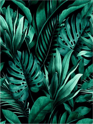 Plakat liście monstera palmy 61161 - zdjęcie 2