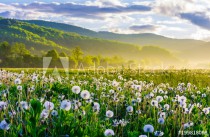 dandelion field on foggy sunrise. beautiful agricultural scenery in mountains Naklejkomania - zdjecie 1 - miniatura
