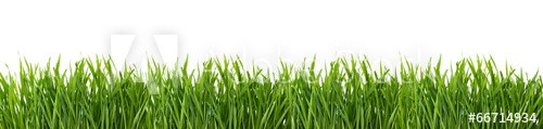 Green grass isolated on white background.