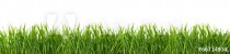 Green grass isolated on white background. Naklejkomania - zdjecie 1 - miniatura