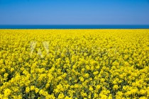 Field of colza rapeseed flowers, sea and blue sky Naklejkomania - zdjecie 1 - miniatura