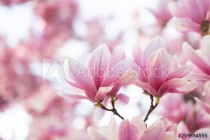 Close up of pastel colors magnolia flower. Springtime nature background Naklejkomania - zdjecie 1 - miniatura
