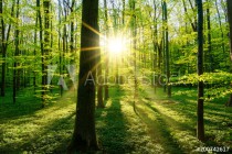 Beautiful forest in spring with bright sun shining through the trees Naklejkomania - zdjecie 1 - miniatura