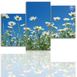 Tryptyk do salonu - Kwiaty, łąka, niebo 12019 Naklejkomania - zdjecie 1 - miniatura
