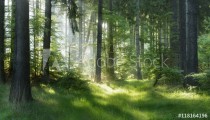 Natural Forest of Spruce Trees, Sunbeams through Fog create mystic Atmosphere Naklejkomania - zdjecie 1 - miniatura