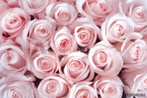 Pink roses as a background Naklejkomania - zdjecie 1 - miniatura