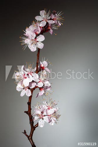 Blossoming branch of an Oriental cherry