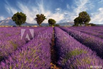 Lavender field in Provence, France Naklejkomania - zdjecie 1 - miniatura