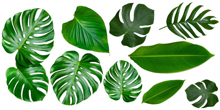 Naklejki ścienne  liście monstera 41228 - zdjęcie 2