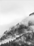 Plakat Mgła spowiła las 61115 Naklejkomania - zdjecie 2 - miniatura