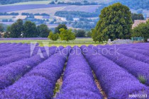 Lavander fields in Provence Naklejkomania - zdjecie 1 - miniatura