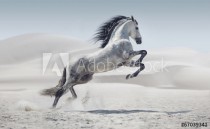 Picture presenting the galloping white horse Naklejkomania - zdjecie 1 - miniatura