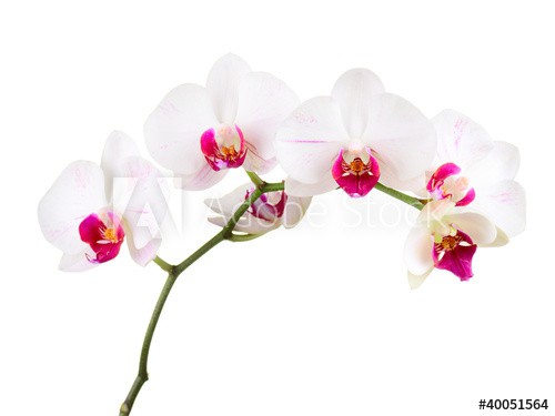 orchid