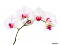 orchid Naklejkomania - zdjecie 1 - miniatura