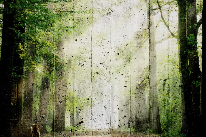 Fototapety Fotatapeta na ściane deski las 41494 - zdjęcie 2