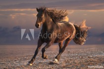 Running horse with streamed mane on sunset sandy beach Naklejkomania - zdjecie 1 - miniatura
