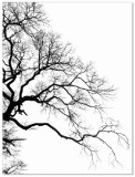 Plakat Drzewo 61023 Naklejkomania - zdjecie 2 - miniatura